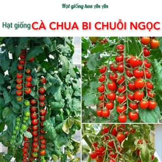 30 Hạt giống Cà chua bi chuỗi ngọc đỏ ( cà chua cherry, cà chua bi chùm đỏ ) siêu trái