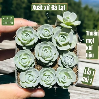 Sen đá dù tròn SONDA GARDEN size chậu 7cm, cây cảnh trang trí nhà cửa, lỗi 1 đổi 1