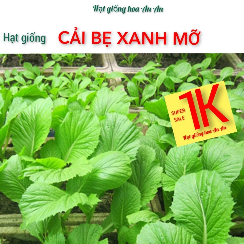 DEAL 1K Hạt Giống Cải Bẹ Xanh Mỡ  - Dễ Trồng, Năng Suất Cao