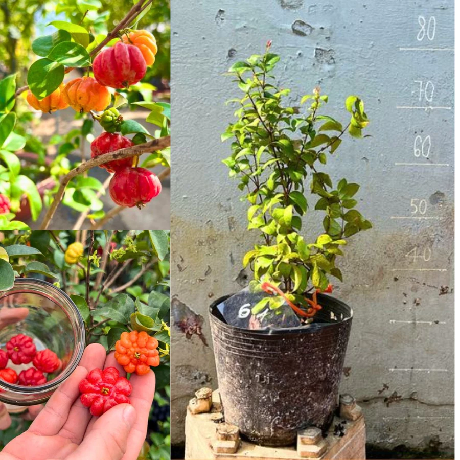 Cây giống Cherry Surinam nuôi sẵn, cho trái sau 5 tháng trồng
