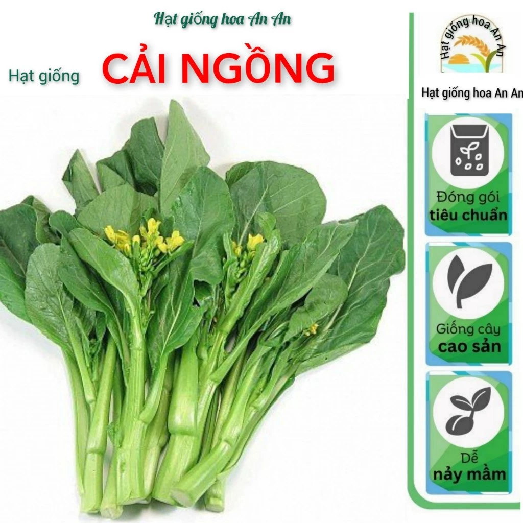 [TOP BÁN CHẠY ] Hạt giống rau cải ngồng siêu mập | Tỷ lệ nảy mầm >90%