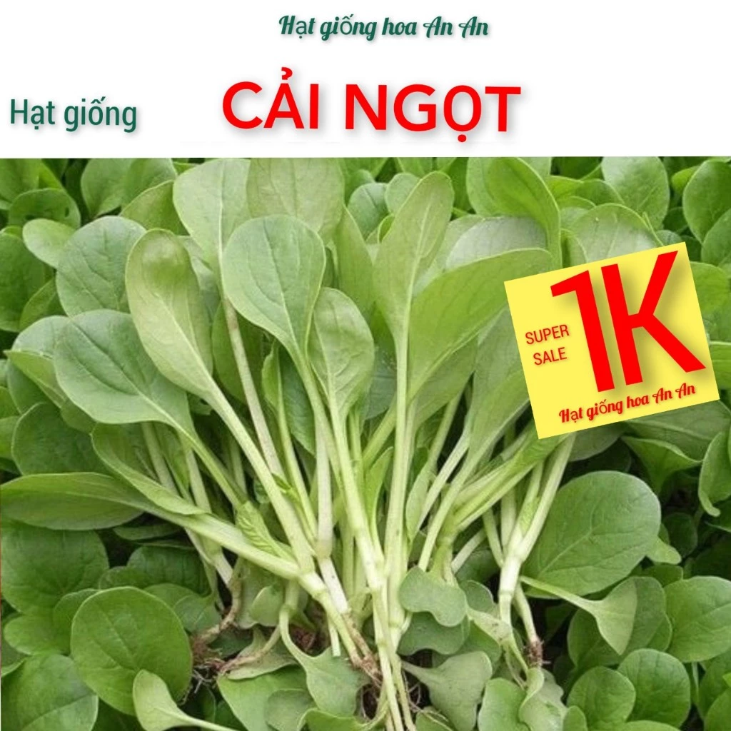 DEAL 1K - 100 Hạt giống rau cải ngọt xanh ăn cực ngon | Tỷ lệ nảy mầm trên 80% | Dễ chăm sóc