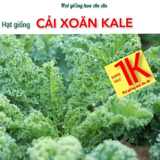 DEAL 1K- 40 Hạt giống cải xoăn xanh kale, độ thuần:>99%, tỷ lệ nảy mầm:>90%