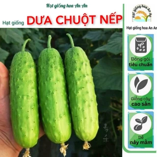 Hạt giống dưa chuột nếp F1 | Hạt giống dưa chuột nếp ta thuần | Tỷ lệ nảy mầm trên 90%