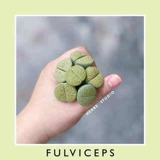 [herbe.studio] Lithops Fulviceps “Aurea” - Sen mông, thạch lan Fulviceps xanh pastel, size > 2cm