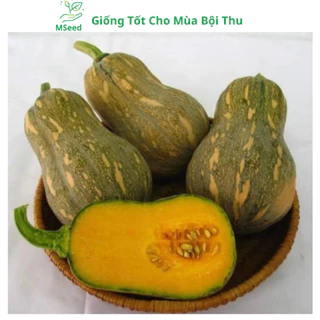 Hạt giống Bí đỏ hạt đậu (Tặng kèm phân bón), Bí đỏ hồ lô cao sản siêu trái - MSeed