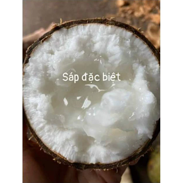 Dừa sáp loại 1- Đặc sản Cầu  Trà Vinh