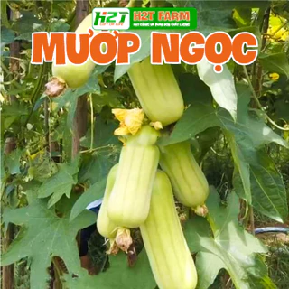 Hạt giống Mướp trắng bạch ngọc F1 - h2t farm