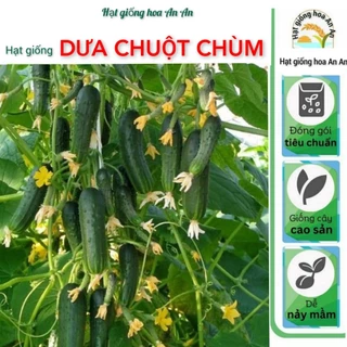 Hạt giống dưa chuột chùm gói 0,5 gram