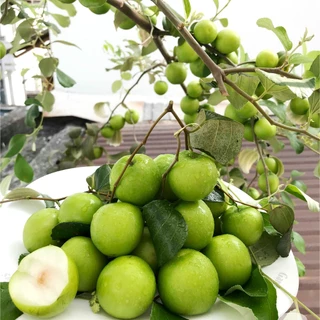 Cây táo thái (ảnh thật số2,3) cao 70cm trái giòn, ngọt