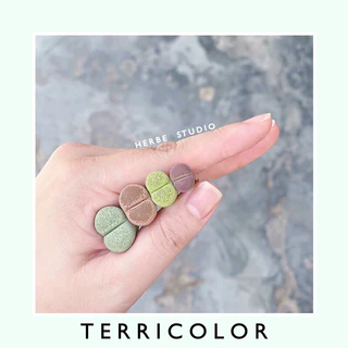 [herbe.studio] Lithops Terricolor - Sen mông, thạch lan dòng Terricolor