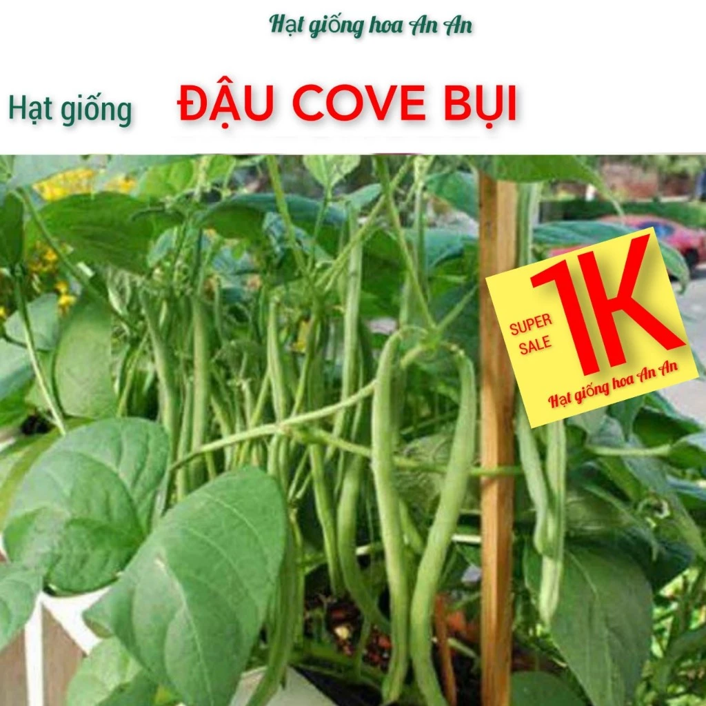 DEAL 1K- 5 hạt đậu cove lùn ( đậu cove bụi) | Tỷ lệ nảy mầm >90%