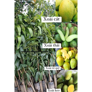 Cây giống XOÀI cao 80cm-1m2 (Xoài Cát Hòa Lộc, Xoài Thái, Xoài Tứ Quý, Xoài Keo) cây ghép