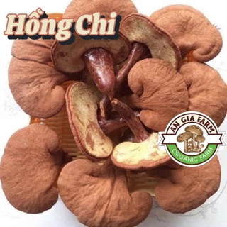 Nấm Hồng Chi-Dược Liệu Cao