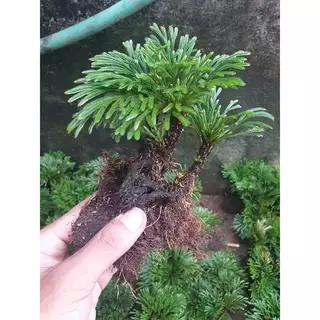 cây trường sinh thảo bonsai 1 cây