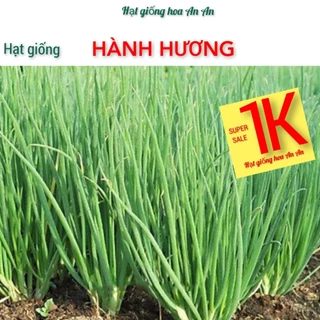 DEAL 1K - 50 Hạt giống hành lá ( hành hương), độ thuần:>99%, trồng quanh năm.