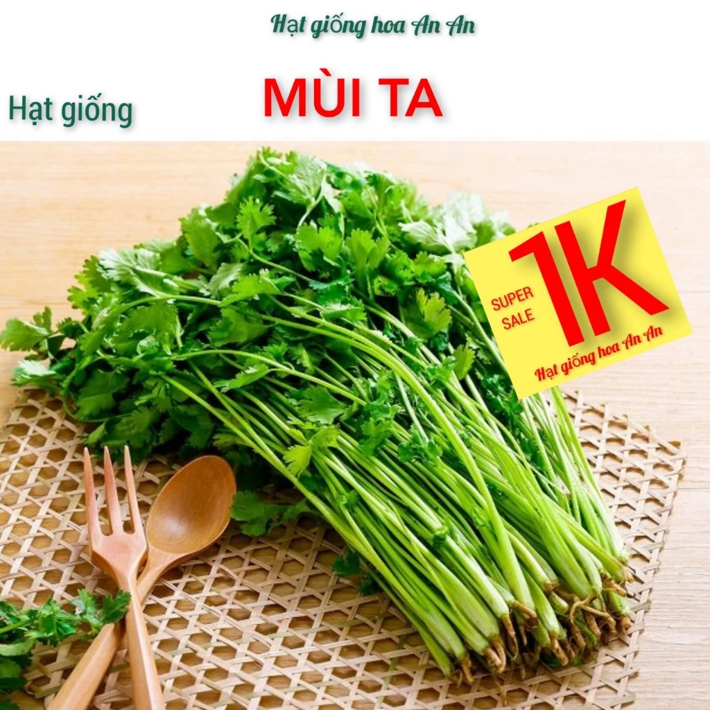 DEAL 1K -100 Hạt giống rau mùi ta (ngò rí), độ thuần:>99%, tỷ lệ nảy mầm:>90%