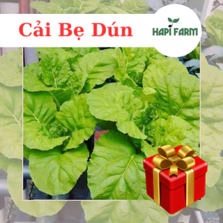 Hạt Giống Rau Cải Bẹ Dún F1 (10gr~2500 hạt)