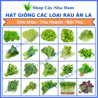 Hạt Giống Rau Ăn Lá, Nhiều Loại, Dễ Trồng,Trồng Quanh Năm, Cho Năng Suất Cao