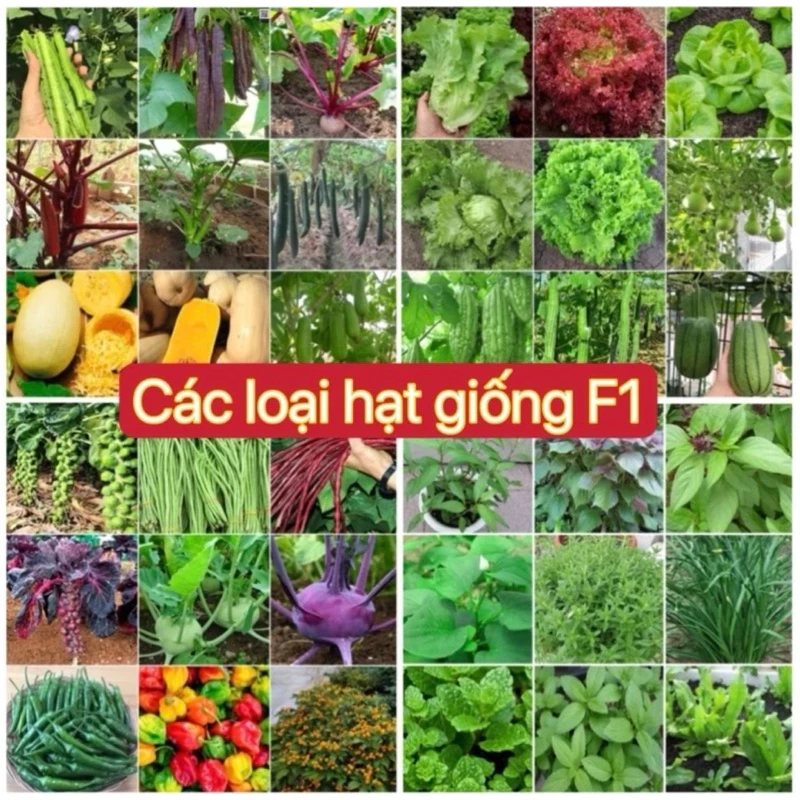 Hạt giống hoa củ quả các loại hạt giống F1 chịu nhiệt chống chịu sâu bệnh trồng quanh năm