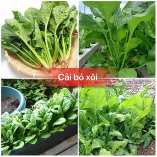 Hạt giống rau Cải Bó Xôi xanh dể trồng-gói 20gram(tặng kèm phân bón)