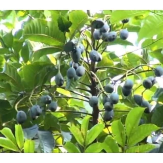 Cây giống trám đen nếp lùn siêu trái (ra trái sau 2 năm trồng)