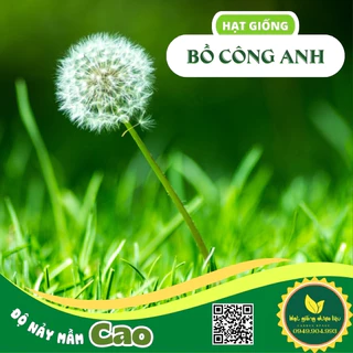 100 HẠt giống cây Bồ Công Anh