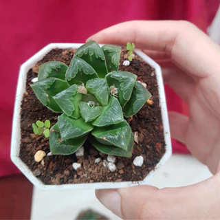 Sen đá haworthia size bầu HƯƠNG GIANG GARDEN hàng tuyển chọn size 6-7cm