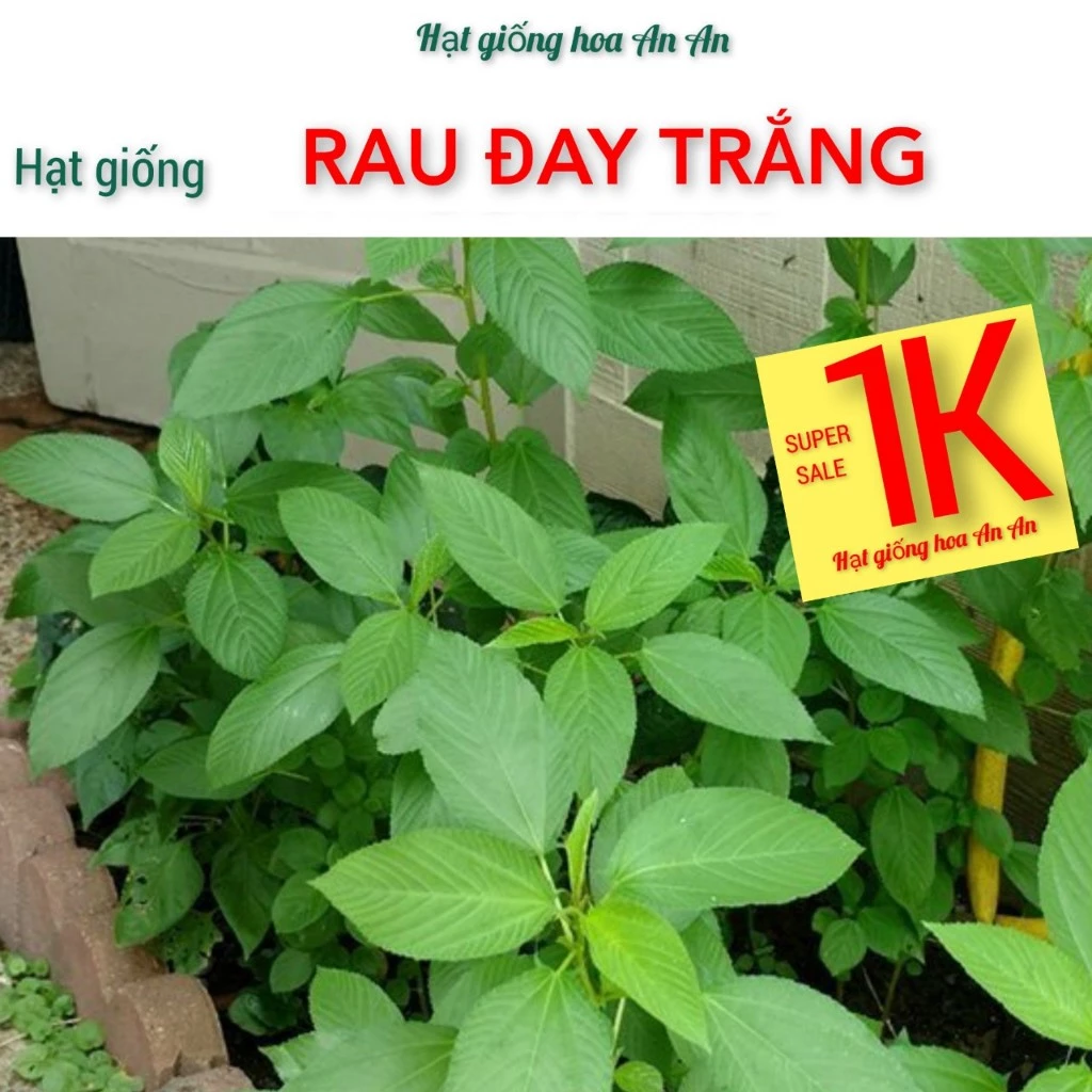 DEAL 1K- 100 Hạt giống rau đay trắng ( rau đay xanh) - Hạt chất lượng tốt.