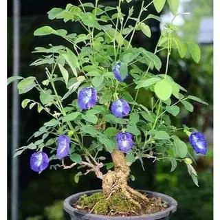 Cây hoa đậu biếc - hoa đẹp -nhiều công dụng tốt cho sức khỏe (Mua 5 cây tặng thêm 1 cây)