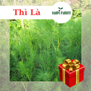 Hạt Giống Rau Thì Là (5gr~1500 hạt)