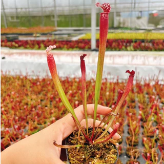 Cây bắt mồi Sarracenia 'Daina's Delight' | HungGarden