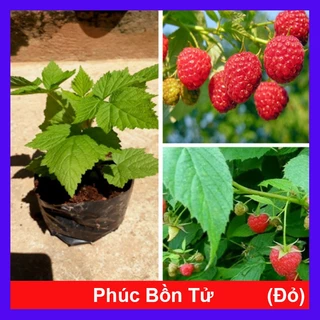 Cây phúc bồn tử ( cây mâm xôi đỏ ) - [CÂY CHỈ GIAO MIỀN NAM]