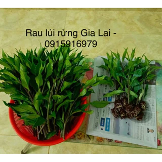 Rau lủi rừng Gia Lai