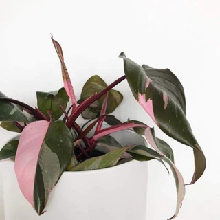 Philodendron Pink Princess - Decor nội thất, văn phòng, sân vườn đẹp - |Vườn Như Ngọc| - Đã bật Chỉ ship hoả tốc