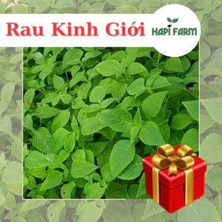 Hạt Giống Rau Kinh giới (0.2gr~1200 hạt) TR40