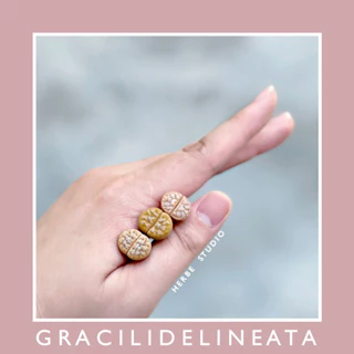 [herbe.studio] Lithops Gracilidelineata - Sen mông, thạch lan vân đẹp