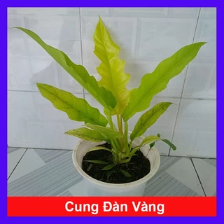 Cây trầu bà cung đàn vàng ( Philodendron Ring of fire gold ) cây cảnh trang trí nội thất, để bàn