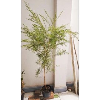 Cây sam núi bonsai, cây tràm trà, cây không khí