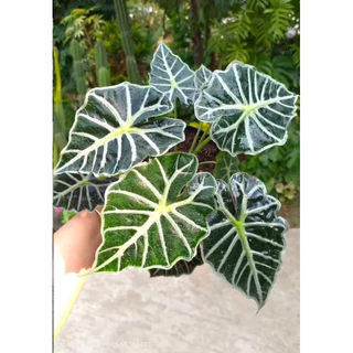 Cây mini size Alocasia Parasol | Kiểng lá