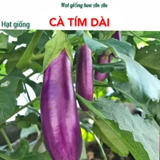 Hạt giống Cà tím dài F1 | Hạt giống dễ trồng năng suất cao | Dễ nảy mầm, siêu trái