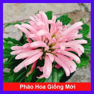 Cây Hoa Pháo Bông (Giống Mới) - cây thiên phúc - dùng để trang trí nhà cửa, ban công, sân vườn