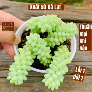 Sen đá chuỗi ngọc bi Đà Lạt size trung bình cây cảnh trang trí nhà cửa Toro garden