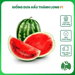 Hạt giống Dưa Hấu Thành Long F1 gói 0.5 gram khoảng 10 hạt (Trồng quanh năm)