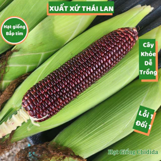 Hạt giống bắp tím Thái Lan ngon ngọt dẻo thơm trái to hạt ngô nếp tím nảy mầm cao cây khỏe dễ trồng Hạt giống Chidida