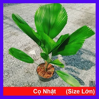 Cây Cọ Nhật (Size Lớn) cao 60-100cm cây cảnh phong thủy trang trí trong nhà, lá xanh mướt quanh năm