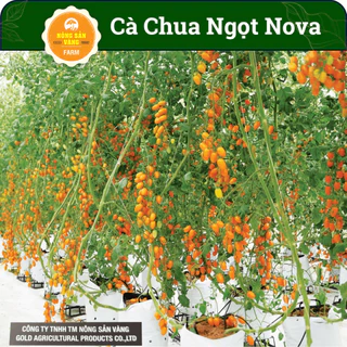 Cà Chua Trái Cây Ngọt Nova ( Gói 10 Hạt ),  Quả thon dài, màu vàng tươi, hương vị mềm và ngọt - Nông Sản Vàng