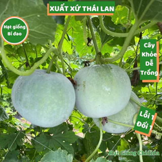 Hạt giống bí đao hương tròn Thái Lan siêu trái cây khỏe phát triển nhanh giống bí đao trồng quanh năm Hạt giống Chidida