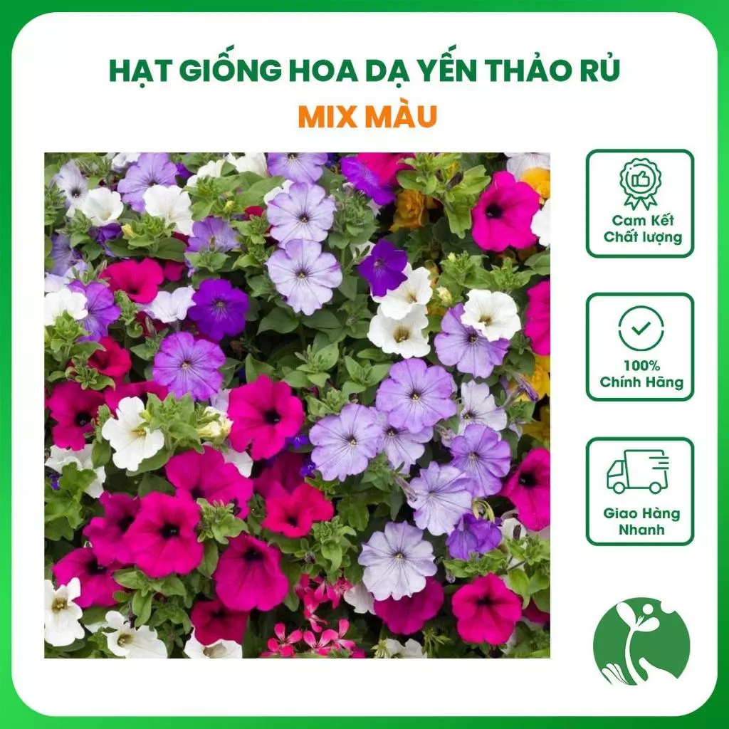 Hạt giống hoa Dạ Yến Thảo rủ Mix màu siêu hoa, bông to