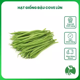 Hạt giống Đậu Cove lùn bụi gói 20 gram (Trồng quanh năm) cho quả sai, tỉ lệ nảy mầm vượt trội